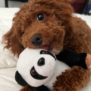 @panda09