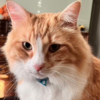 @MrFingersTheCat