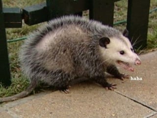 @Lolchrisdont