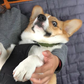 @polarbop