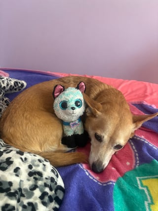 @Puppysssssssssssssssssssss