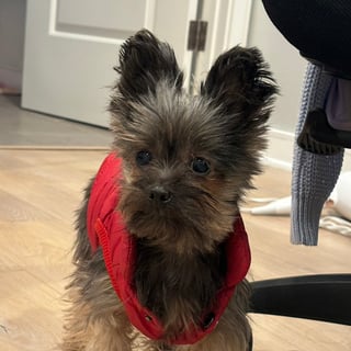 @fluffatron