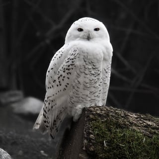 @SnowyOwl