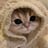 @banjocat