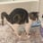 @meowmeowlol