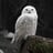 @SnowyOwl