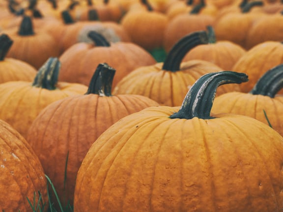 Haunted Corn Maze