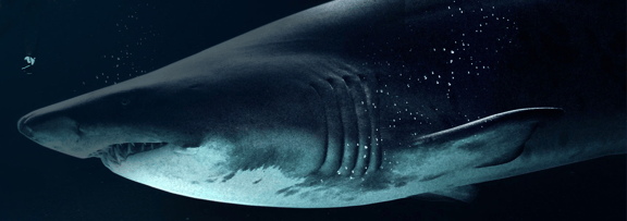 Great White
