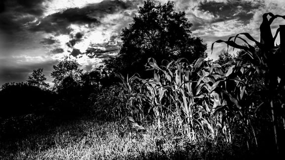 Haunted Trail