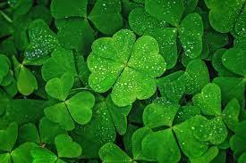 Leprechaun on the Loose