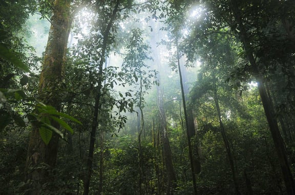 Welcome To The Jungle