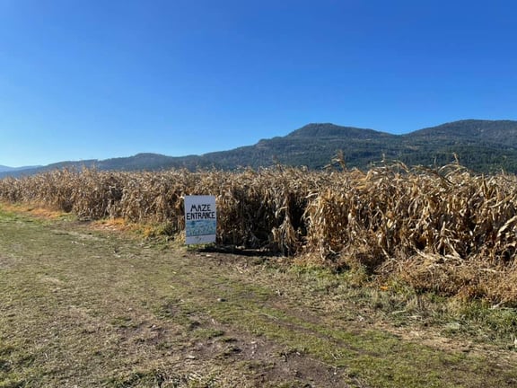Haunted Corn Maze
