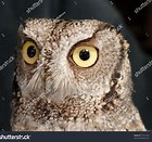The Screech Owl Escape