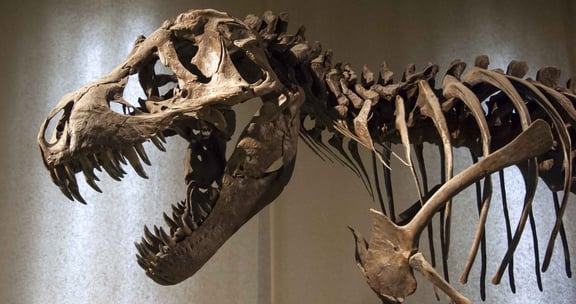 The Wizard School Scavenger Hunt 2: The Museum of Magical History at AMNH [Outdoor]