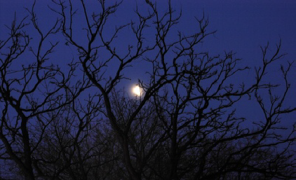 Moonlight Maddness