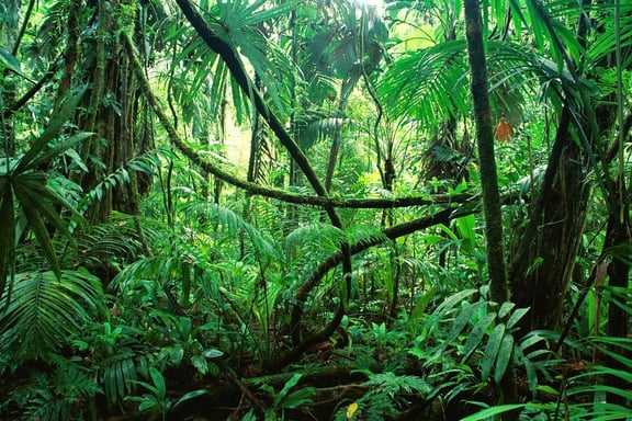Jungle Safari