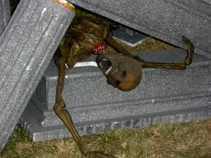 The Whitecliff Haunt [prev. Van Noord Street Haunted House]
