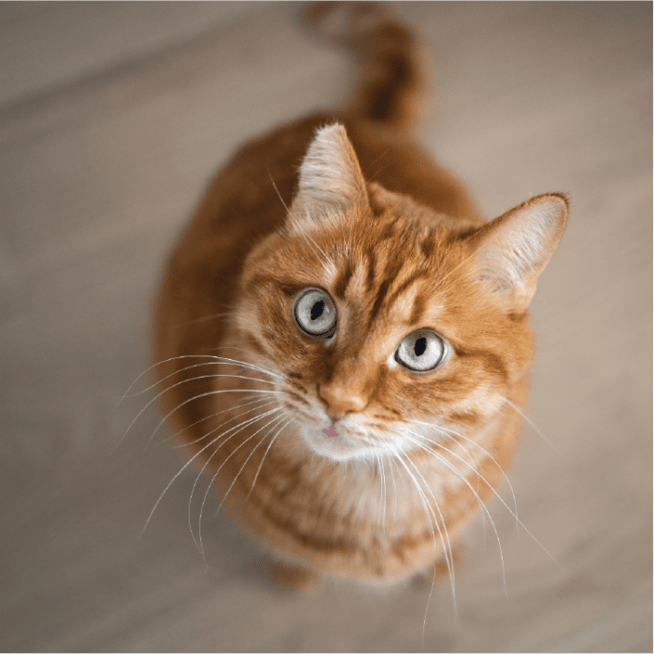 Meow or Never: Cats, Puzzles, and Purrsonal Finance