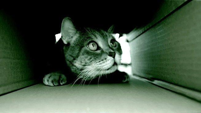 Here, Kitty Kitty