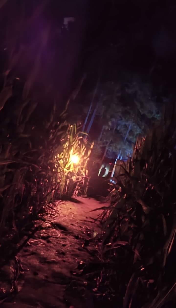 Main image for Maze of Terror