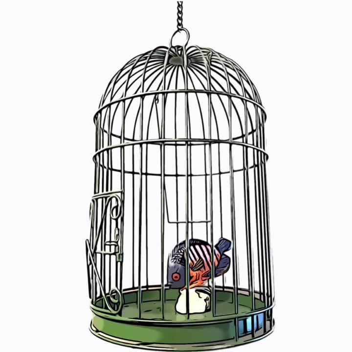 Main image for The Caged Fish Escape Room