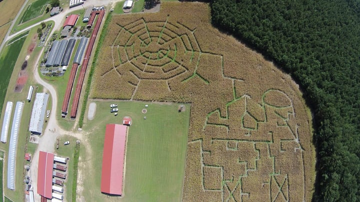 Main image for Askew's Corn Maze and Haunted Woods