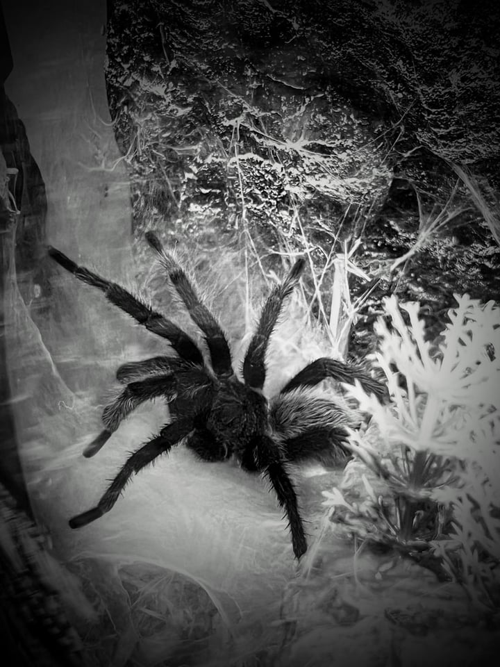 Main image for Foley’s Haunted Forest of Graham Creek
