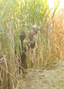 Main image for Echo Corn Maze