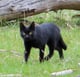 @FeralCat