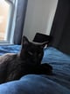 @astralflower