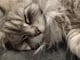 @Relaxedcat15