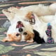 @thesleepycorgi