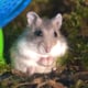 @biggiemolls