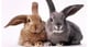 @TeamBunnys