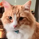 @MrFingersTheCat