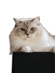 @jlr515