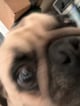 @Pugbug