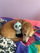 @Puppysssssssssssssssssssss