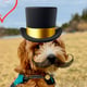 @bamboopuppy