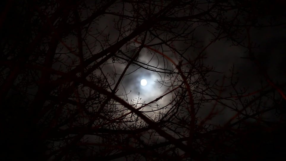 Haunted Trail