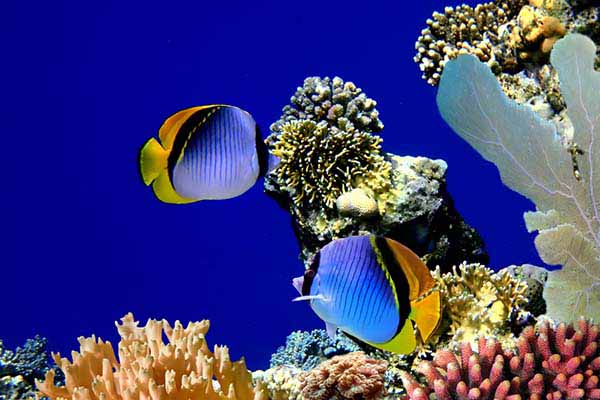 Treasure Hunt – Koh Tao [Outdoor]