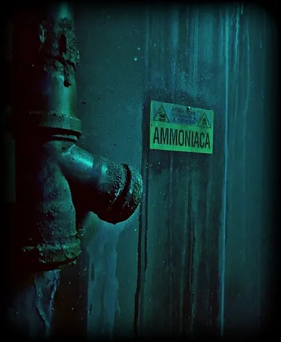 Squid Room