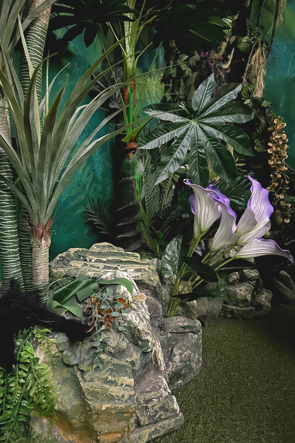 The Mystery of the Jungle (A dzsungel rejtélye)