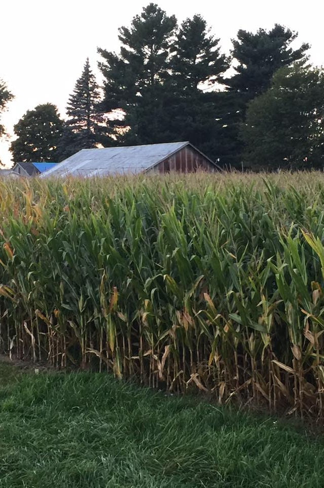 Haunted Corn Maze