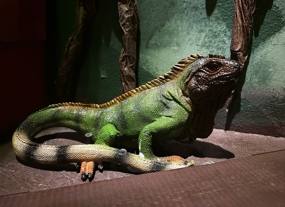 The Jungle Jr.