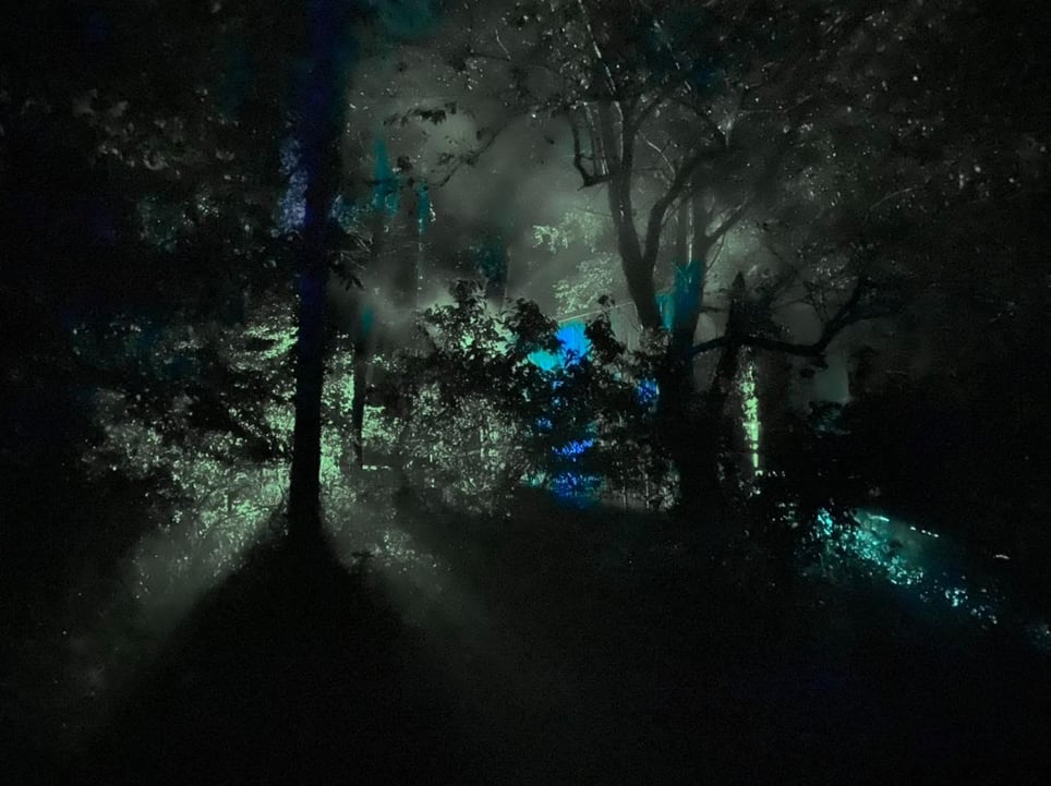 The Woods