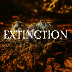 Extinction [Outdoor]
