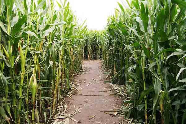 Trail of Terror