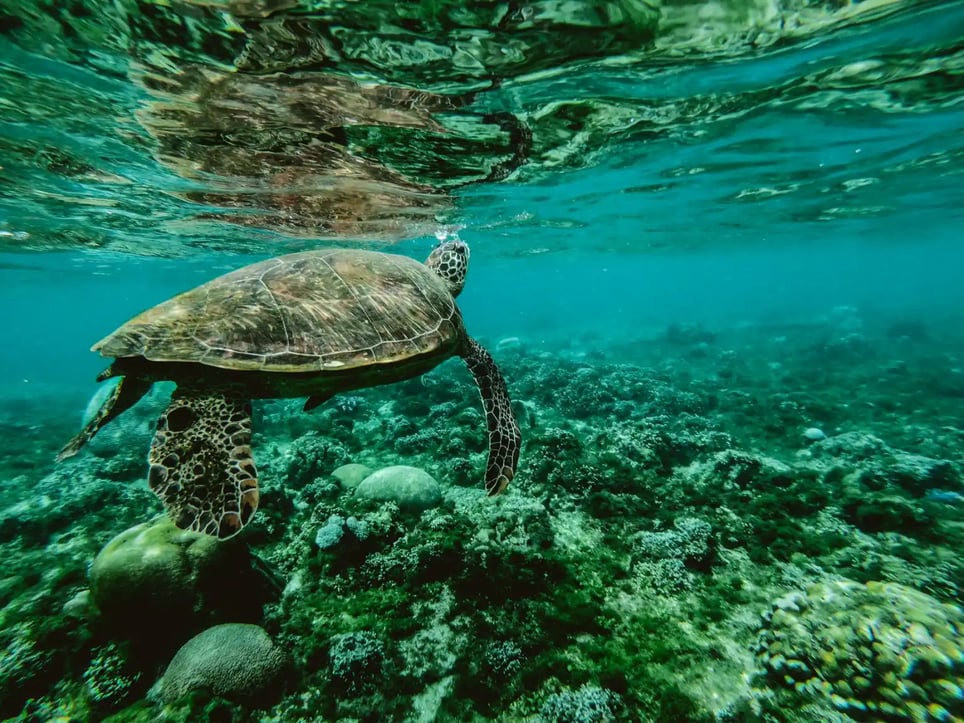 Under the Sea