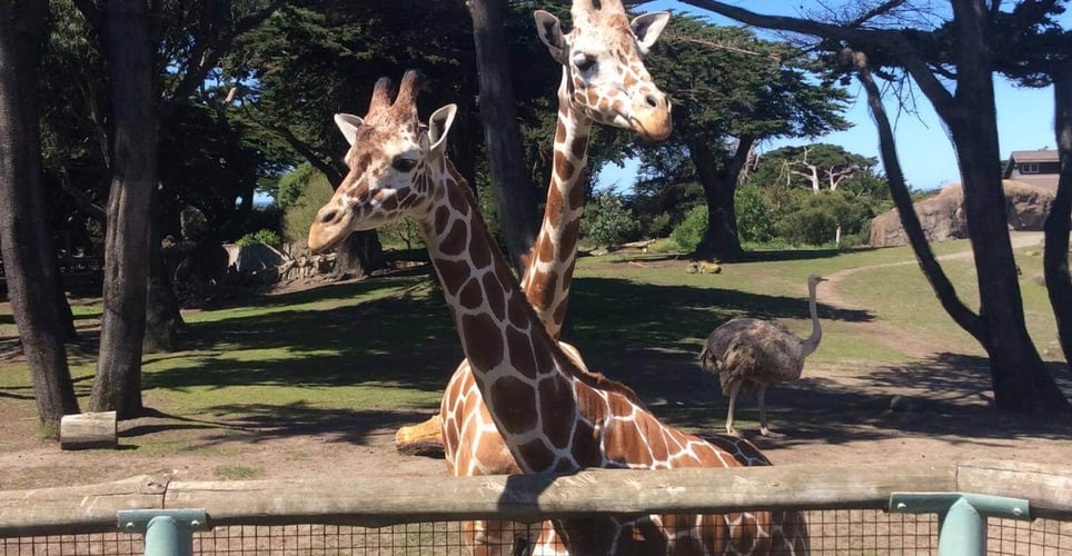 San Francisco Neighborhoods & Museums [Team Building]
